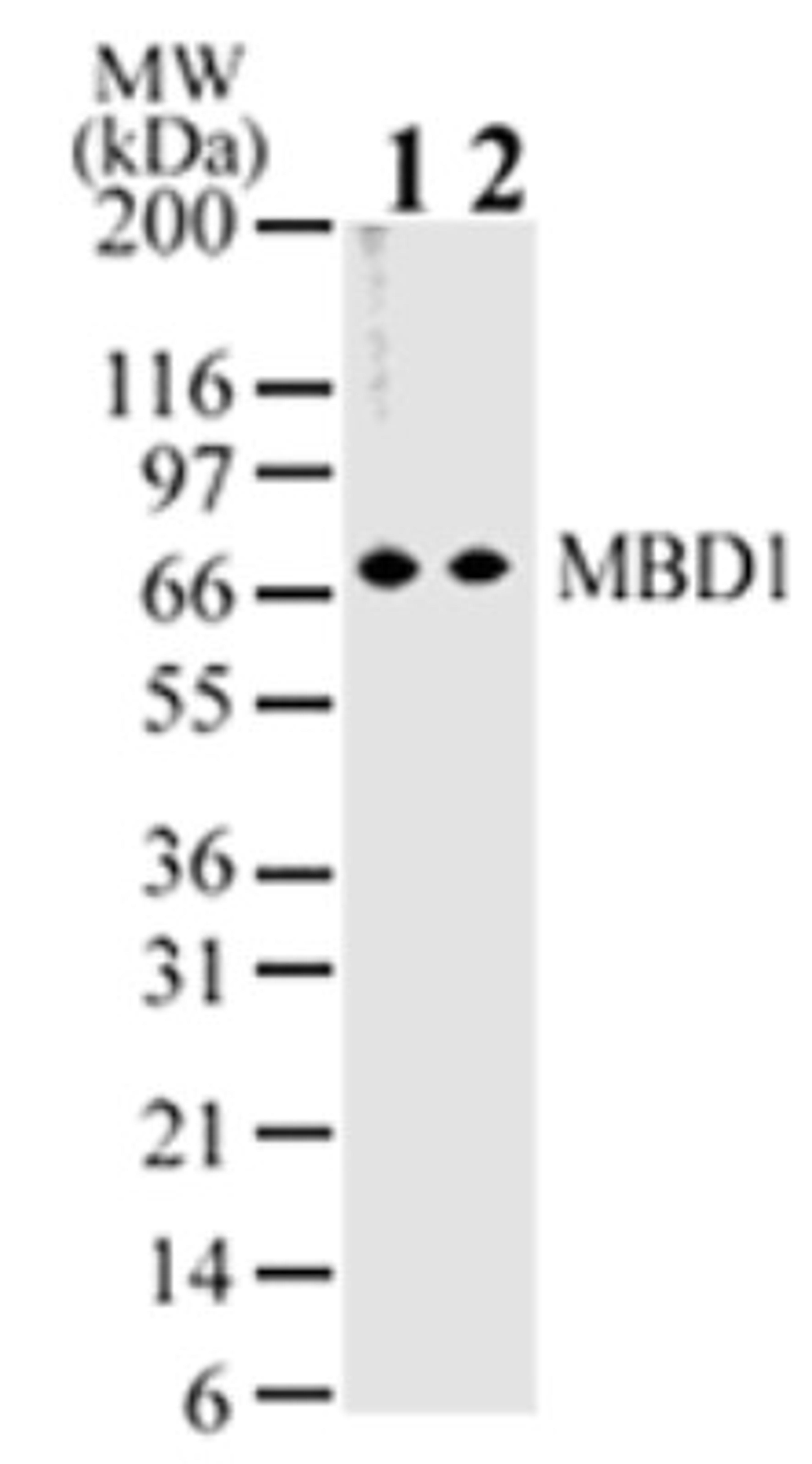 Western Blot: MBD1 Antibody (100B272.1) [NB100-56537] - Analysis of MBD1 in HeLa lysate using MBD1 antibody at 2 ug/ml (lane 1) and 1 ug/ml (lane 2).