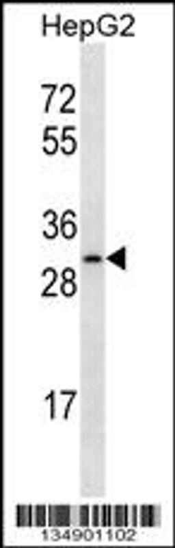 Western blot analysis in HepG2 cell line lysates (35ug/lane).