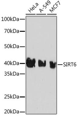 Western blot - SIRT6 Rabbit mAb (A3591)