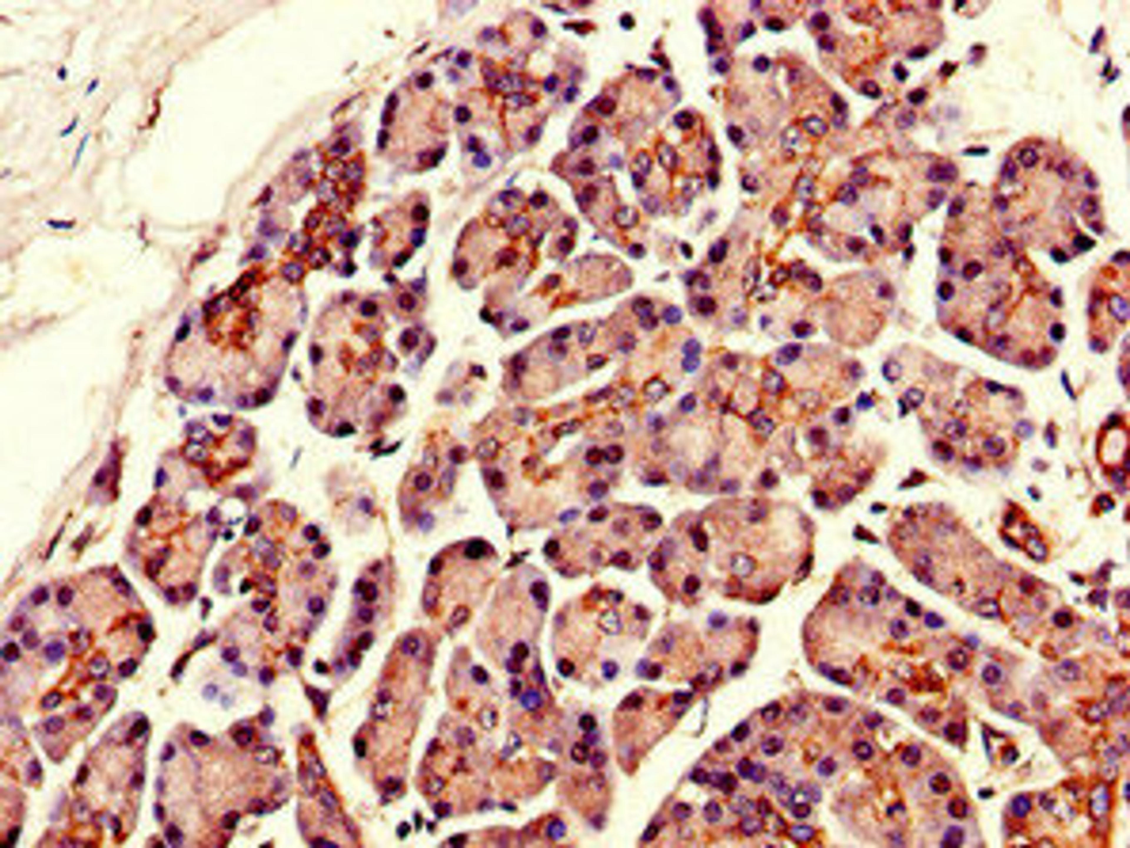 Immunohistochemistry of paraffin-embedded human pancreatic tissue using CSB-PA883432LA01HU at dilution of 1:100