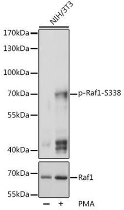 Western blot - Phospho-Raf1-S338 pAb (AP0498)