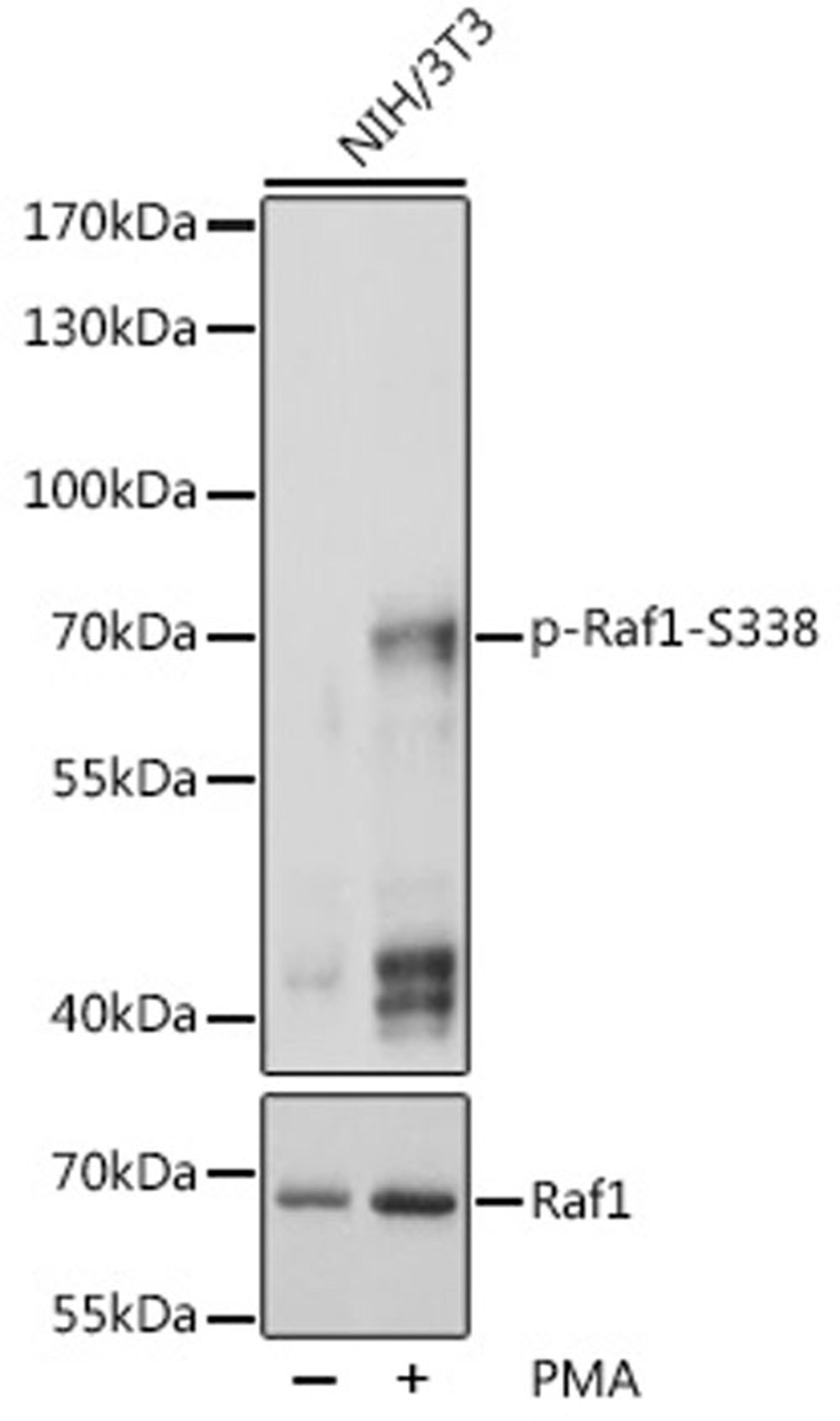 Western blot - Phospho-Raf1-S338 pAb (AP0498)