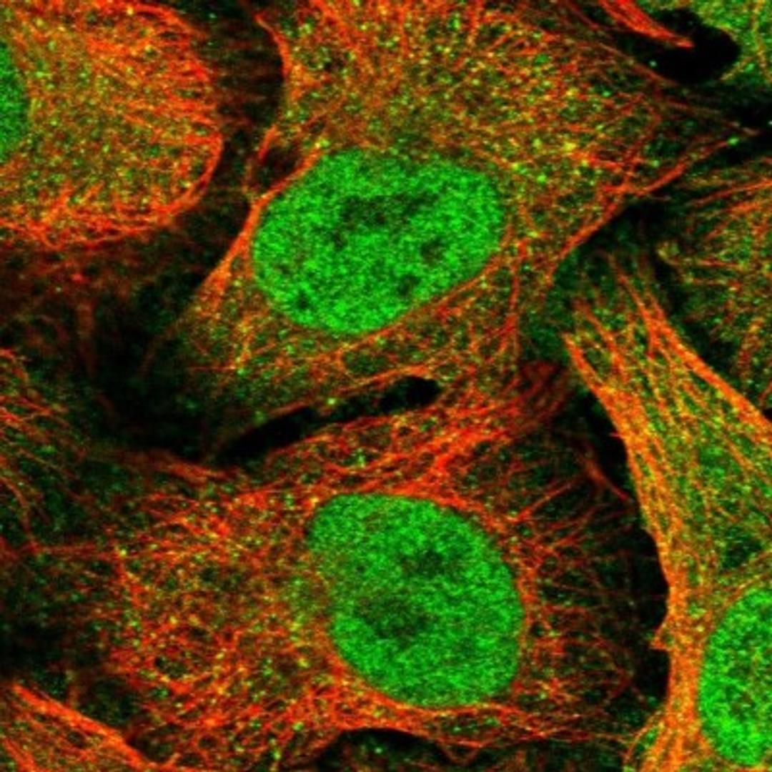 Immunocytochemistry/Immunofluorescence: DNA Polymerase delta, catalytic subunit Antibody [NBP2-33466] - Immunofluorescent staining of human cell line U-2 OS shows positivity in nucleus but not nucleoli & cytoplasm.