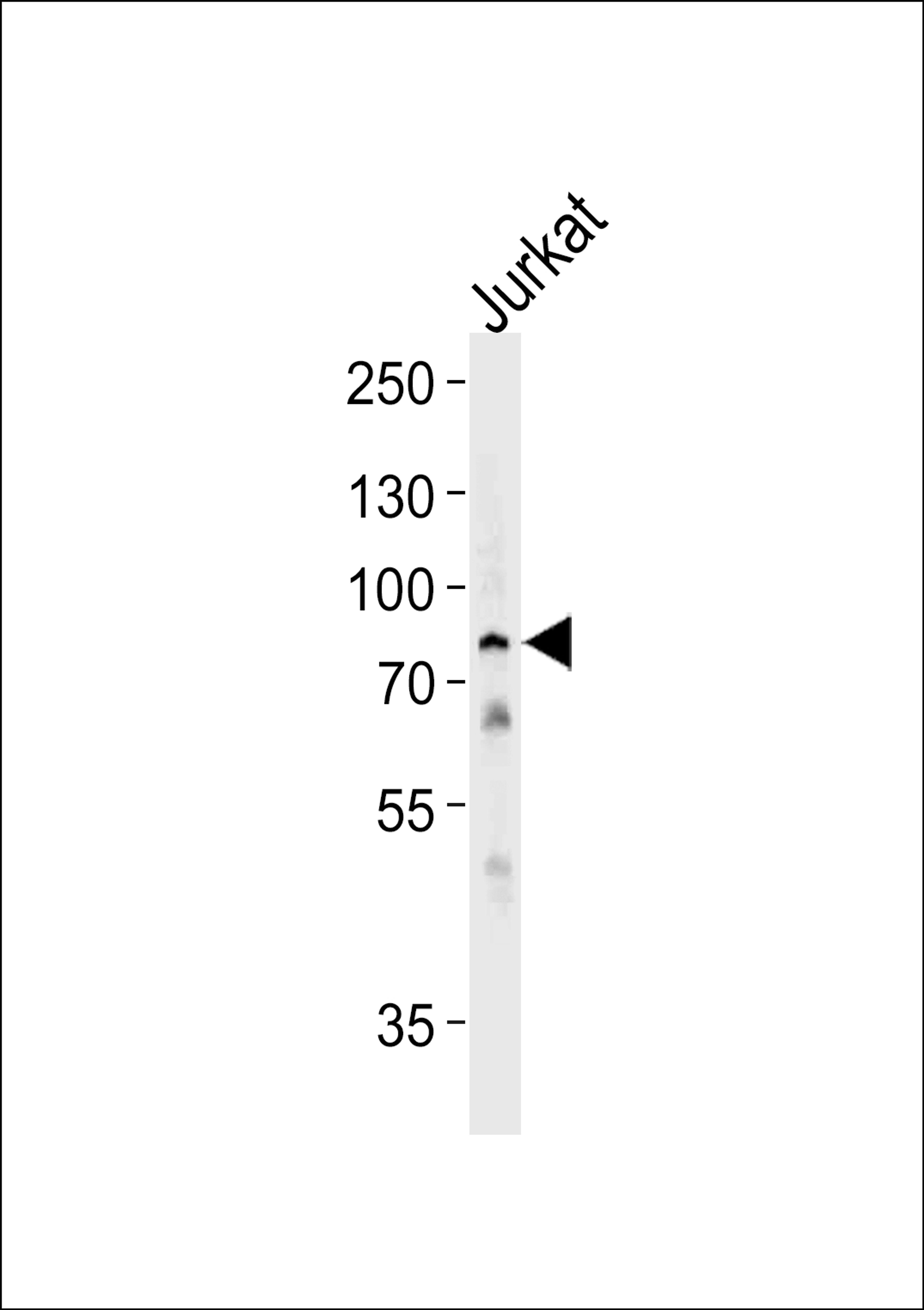 Western blot analysis of lysate from Jurkat cell line,using HSPA6 Antibody .AP8708b was diluted at 1:1000 at each lane