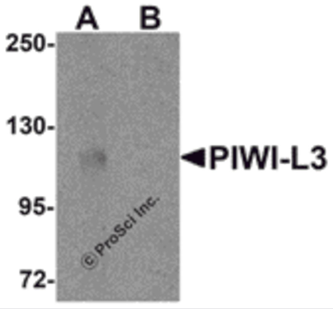 Western blot analysis of PIWI-L3 in 3T3 cell lysate with PIWI-L3 antibody at 1 μg/mL in (A) the absence and (B) the presence of blocking peptide.
