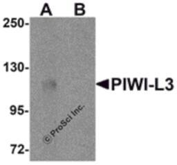Western blot analysis of PIWI-L3 in 3T3 cell lysate with PIWI-L3 antibody at 1 μg/mL in (A) the absence and (B) the presence of blocking peptide.