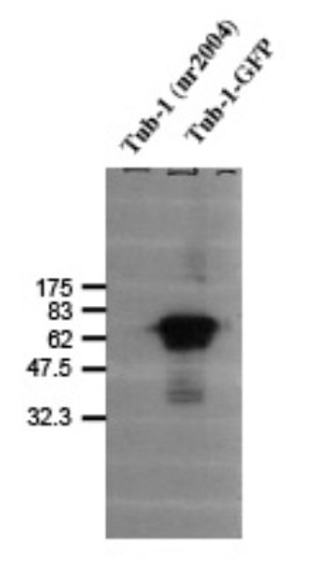 Western Blot: Tubby Antibody [NB100-1922] - Detection of tub-1 (GFP complex) using NB 100-1922. Tub-1 (nr2004) was used as a negative control.