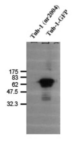 Western Blot: Tubby Antibody [NB100-1922] - Detection of tub-1 (GFP complex) using NB 100-1922. Tub-1 (nr2004) was used as a negative control.