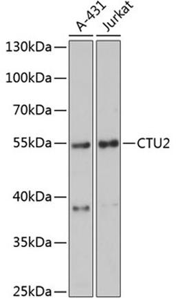 Western blot - CTU2 antibody (A13003)