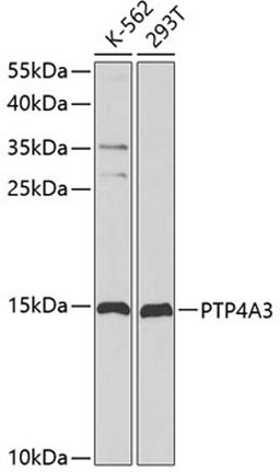 Western blot - PTP4A3 antibody (A2004)