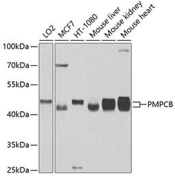 Western blot - PMPCB antibody (A4312)