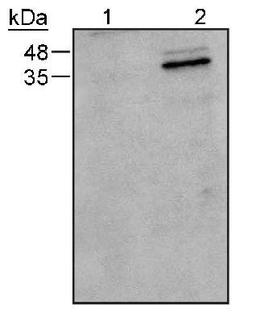 Western Blot: Caspase 9 Antibody (LAP6 96-2-22) [NB500-209] - The pro and active forms of Caspase 9 detected in active 293 cell lysate (lane 2). Lane 1: inactive 293 cell lysate.