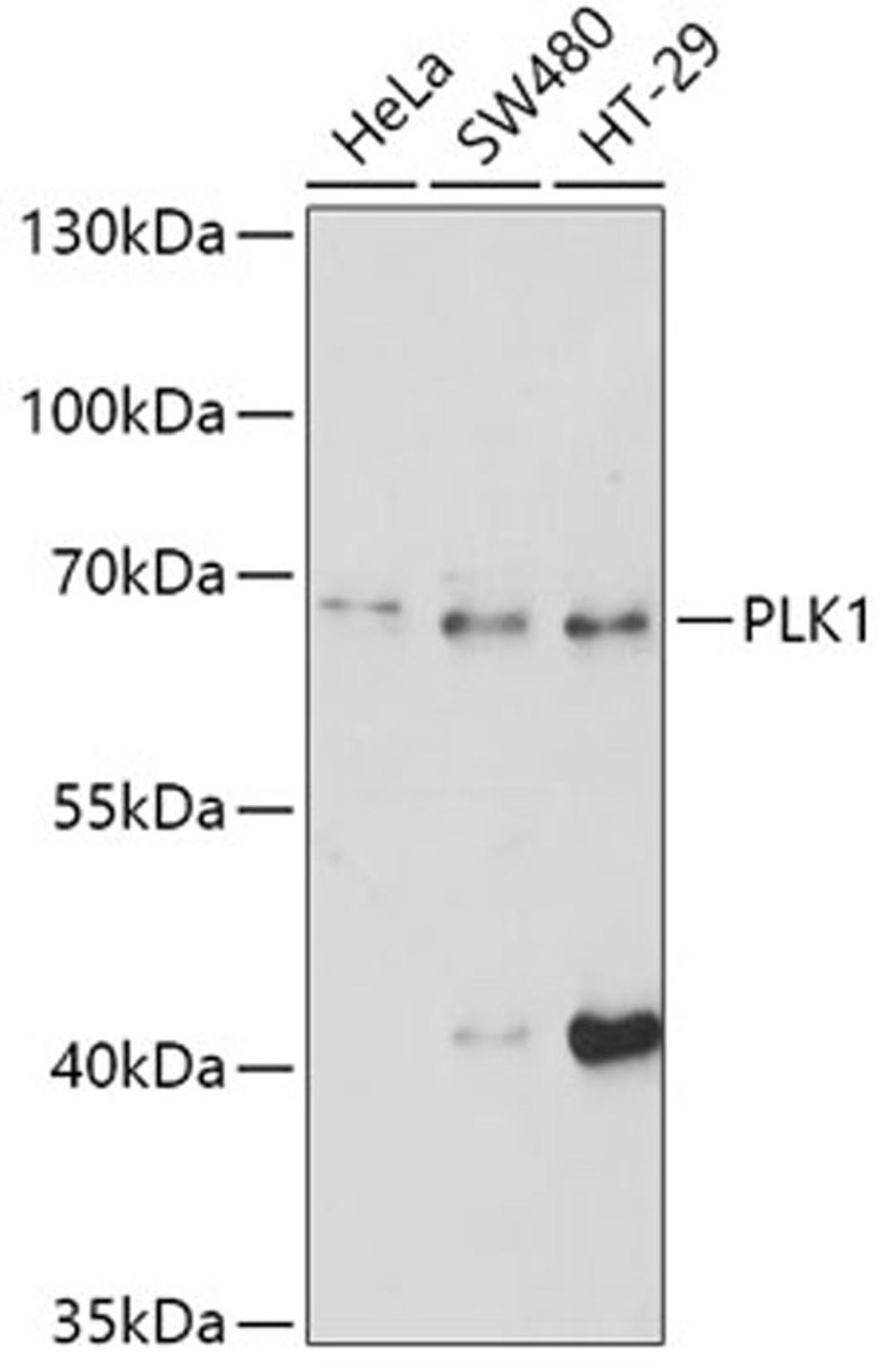 Western blot - PLK1 antibody (A2548)