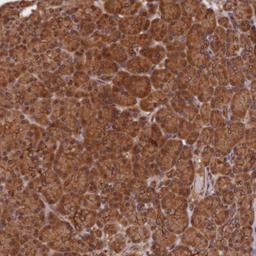 Immunohistochemistry-Paraffin: BTNL2 Antibody [NBP1-90747] - Staining of human pancreas shows strong cytoplasmic positivity in exocrine glandular cells.