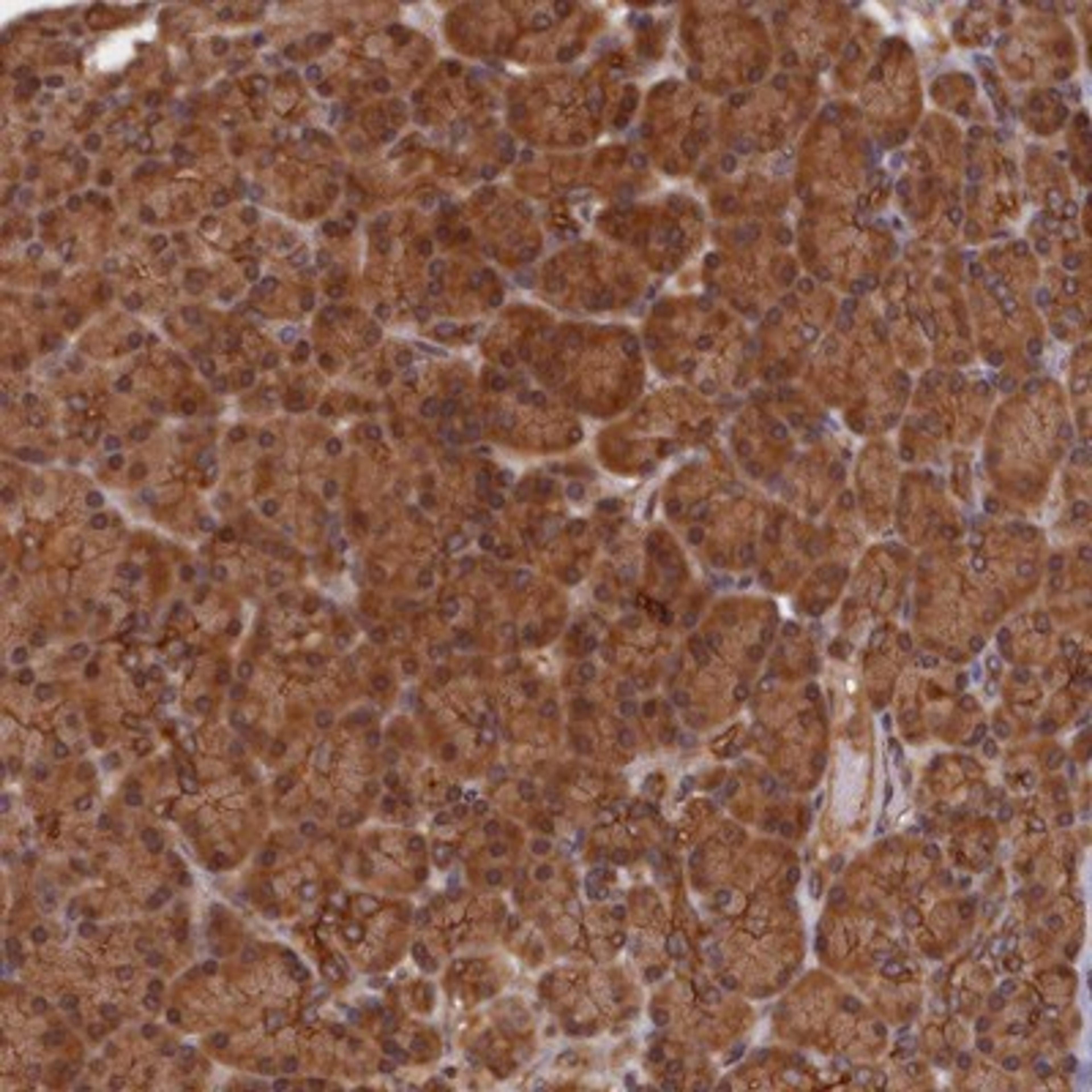 Immunohistochemistry-Paraffin: BTNL2 Antibody [NBP1-90747] - Staining of human pancreas shows strong cytoplasmic positivity in exocrine glandular cells.