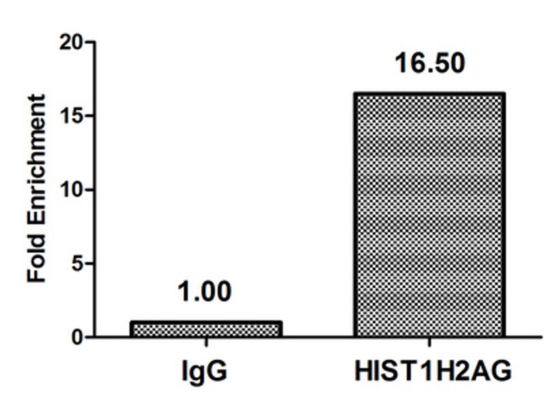 Chromatin Immunoprecipitation Hela (4*10<sup>6</sup>) were treated with Micrococcal Nuclease, sonicated, and immunoprecipitated with 5µg anti-HIST1H2AG (CSB-PA010389OA29me2HU) or a control normal rabbit IgG.The resulting ChIP DNA was quantified using real-time PCR with primers against the β-Globin promoter.