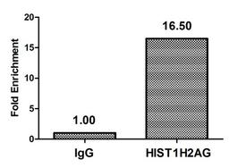 Chromatin Immunoprecipitation Hela (4*10<sup>6</sup>) were treated with Micrococcal Nuclease, sonicated, and immunoprecipitated with 5µg anti-HIST1H2AG (CSB-PA010389OA29me2HU) or a control normal rabbit IgG.The resulting ChIP DNA was quantified using real-time PCR with primers against the β-Globin promoter.