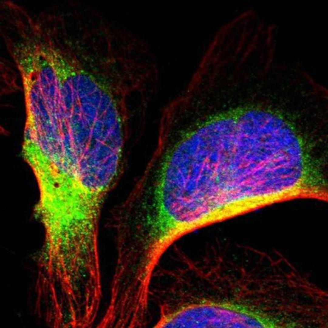 Immunocytochemistry/Immunofluorescence: IER3IP1 Antibody [NBP1-90884] Staining of human cell line U-2 OS shows positivity in endoplasmic reticulum.