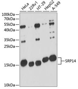 Western blot - SRP14 antibody (A12926)