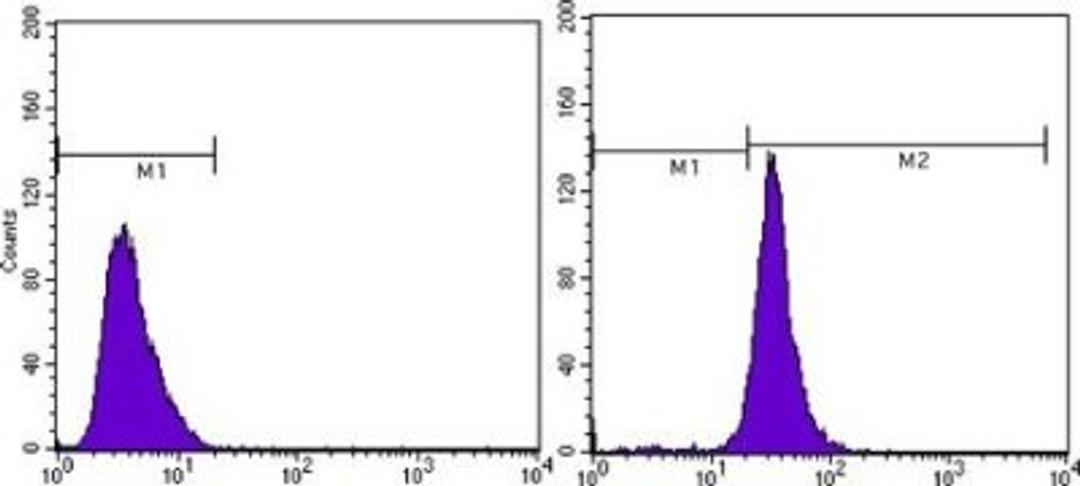 Flow Cytometry: beta-Actin Antibody (8H10D10) [NBP1-47423] - Flow cytometric analysis of MCF-7 cells using anti-Beta Actin mAb (right) and negative control (left).