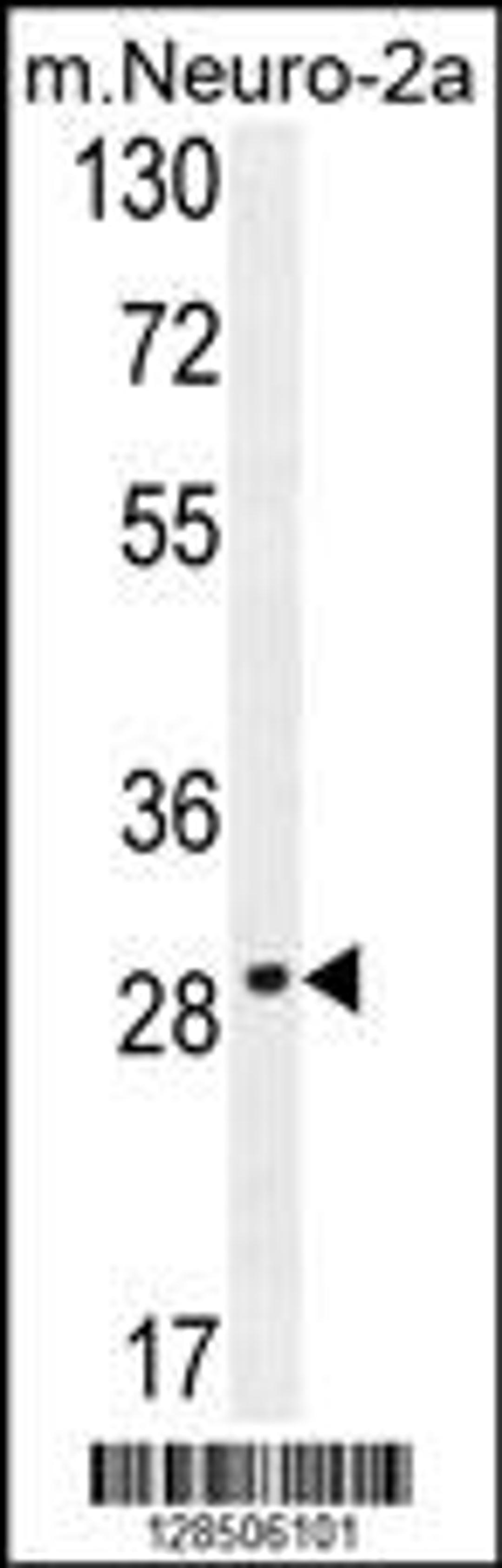 Western blot analysis in mouse Neuro-2a cell line lysates (35ug/lane).