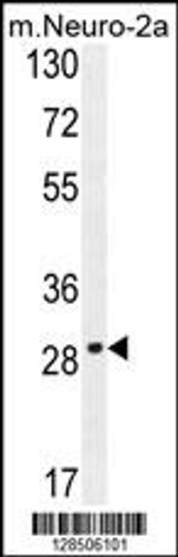 Western blot analysis in mouse Neuro-2a cell line lysates (35ug/lane).