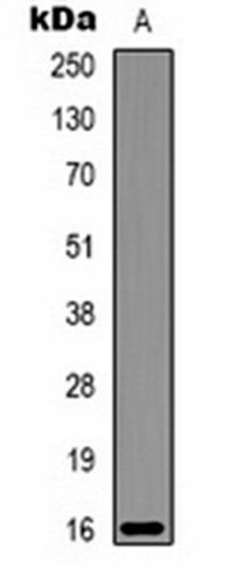 Western blot analysis of Milk (Lane 1) whole cell lysates using Alpha-lactalbumin antibody