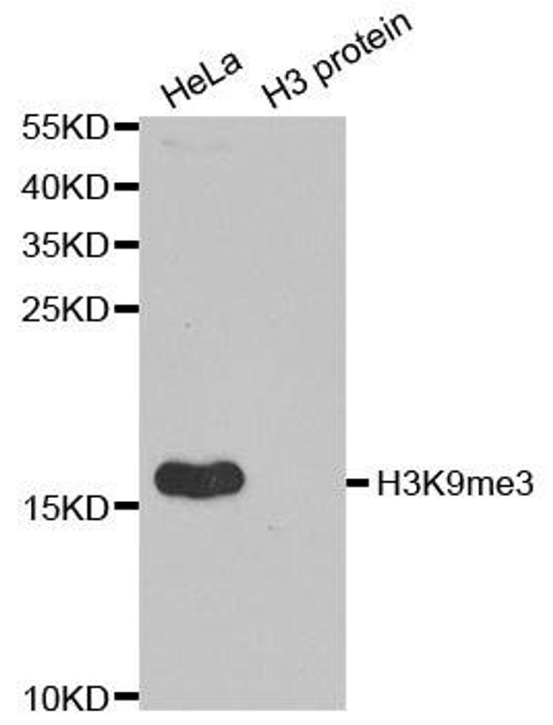 Western blot analysis of extracts of HeLa cell line and H3 protein expressed in E.coli using HIST3H3 antibody