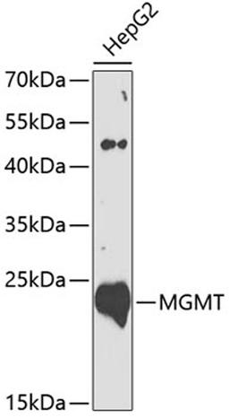 Western blot - MGMT antibody (A0693)