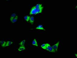 Immunofluorescence staining of Hela cells with CSB-PA009458EA01HU at 1:100, counter-stained with DAPI. The cells were fixed in 4% formaldehyde, permeabilized using 0.2% Triton X-100 and blocked in 10% normal Goat Serum. The cells were then incubated with the antibody overnight at 4&deg;C. The secondary antibody was Alexa Fluor 488-congugated AffiniPure Goat Anti-Rabbit IgG(H+L).