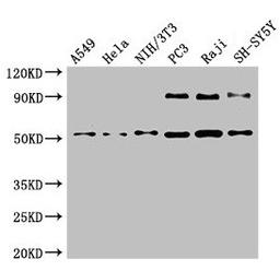 Western Blot. Positive WB detected in: A549 whole cell lysate, Hela whole cell lysate, NIH/3T3 whole cell lysate, PC-3 whole cell lysate, Raji whole cell lysate, SH-SY5Y whole cell lysate. All lanes: BECN1 antibody at 4µg/ml. Secondary. Goat polyclonal to rabbit IgG at 1/50000 dilution. Predicted band size: 52 kDa. Observed band size: 52 kDa