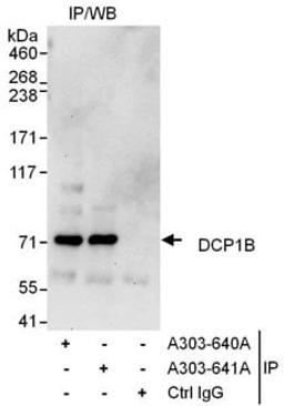 Detection of human DCP1B by western blot of immunoprecipitates.