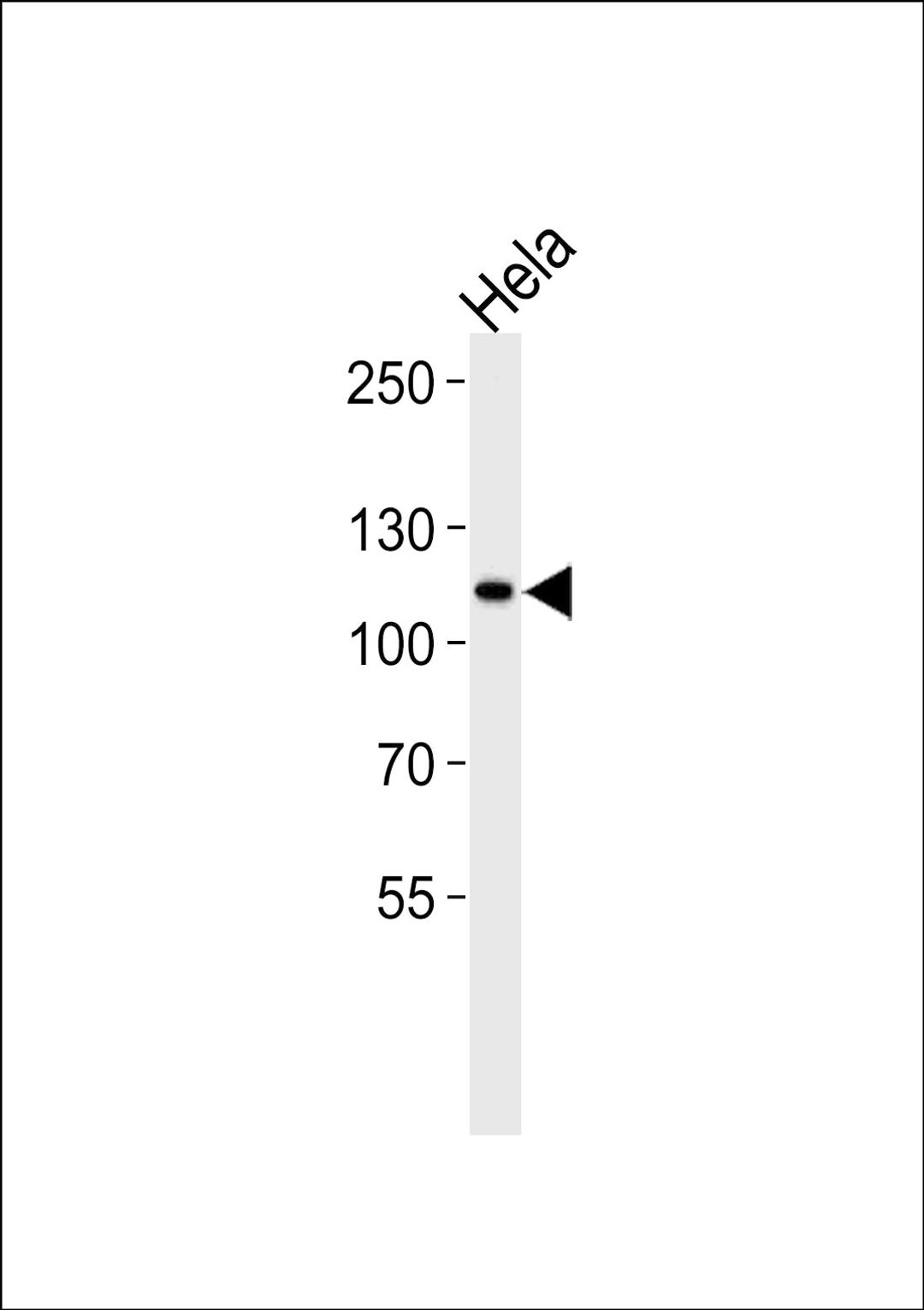 Western blot analysis in Hela cell line lysates (35ug/lane).