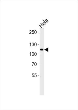 Western blot analysis in Hela cell line lysates (35ug/lane).