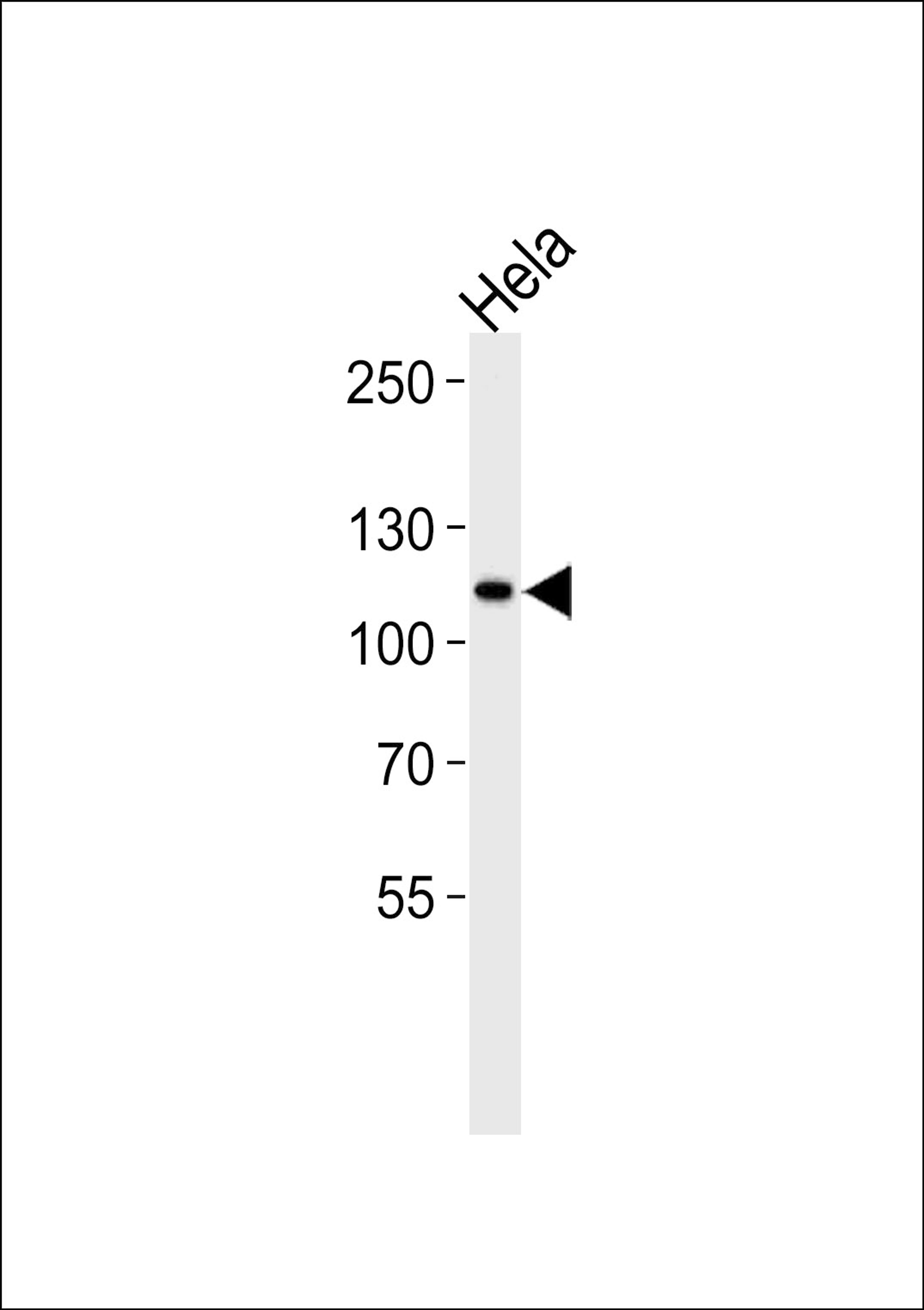 Western blot analysis in Hela cell line lysates (35ug/lane).