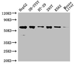 Western Blot. Positive WB detected in: HepG2 whole cell lysate,SH-SY5Y whole cell lysate,HT-29 whole cell lysate,293T whole cell lysate,K562 whole cell lysate,Mouse liver tissue . All lanes: ERVFRD-1 antibody at 1:2000. Secondary. Goat polyclonal to rabbit IgG at 1/50000 dilution. Predicted band size: 60 kDa. Observed band size: 60 kDa. 