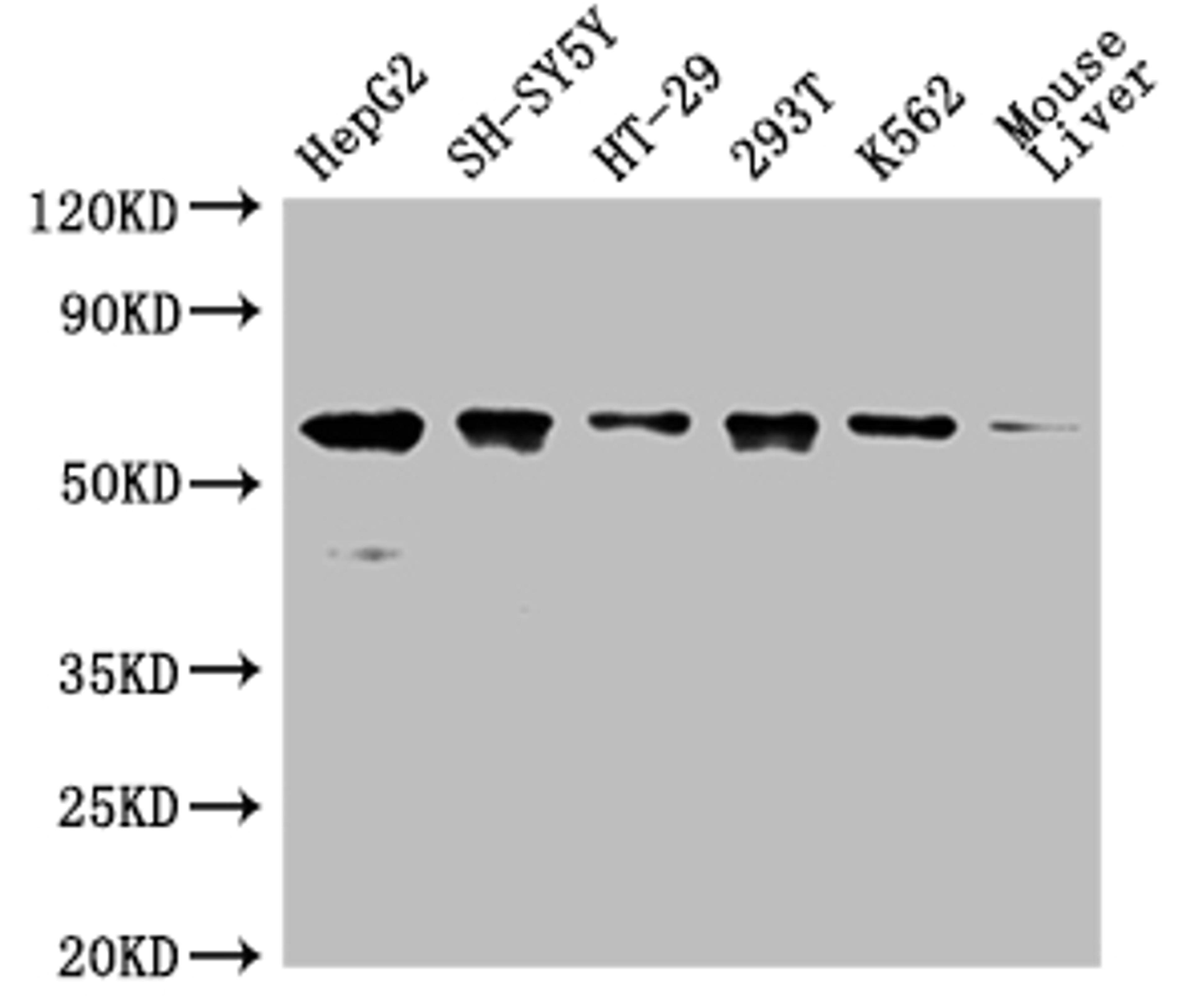 Western Blot. Positive WB detected in: HepG2 whole cell lysate,SH-SY5Y whole cell lysate,HT-29 whole cell lysate,293T whole cell lysate,K562 whole cell lysate,Mouse liver tissue . All lanes: ERVFRD-1 antibody at 1:2000. Secondary. Goat polyclonal to rabbit IgG at 1/50000 dilution. Predicted band size: 60 kDa. Observed band size: 60 kDa. 