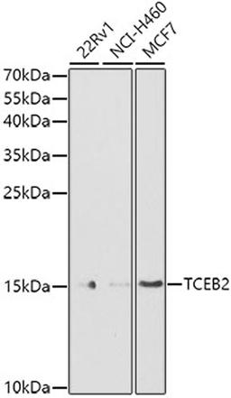 Western blot - TCEB2 antibody (A13363)