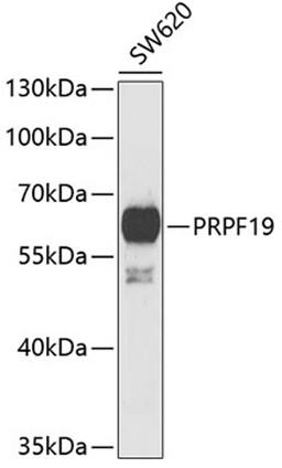 Western blot - PRPF19 antibody (A6706)