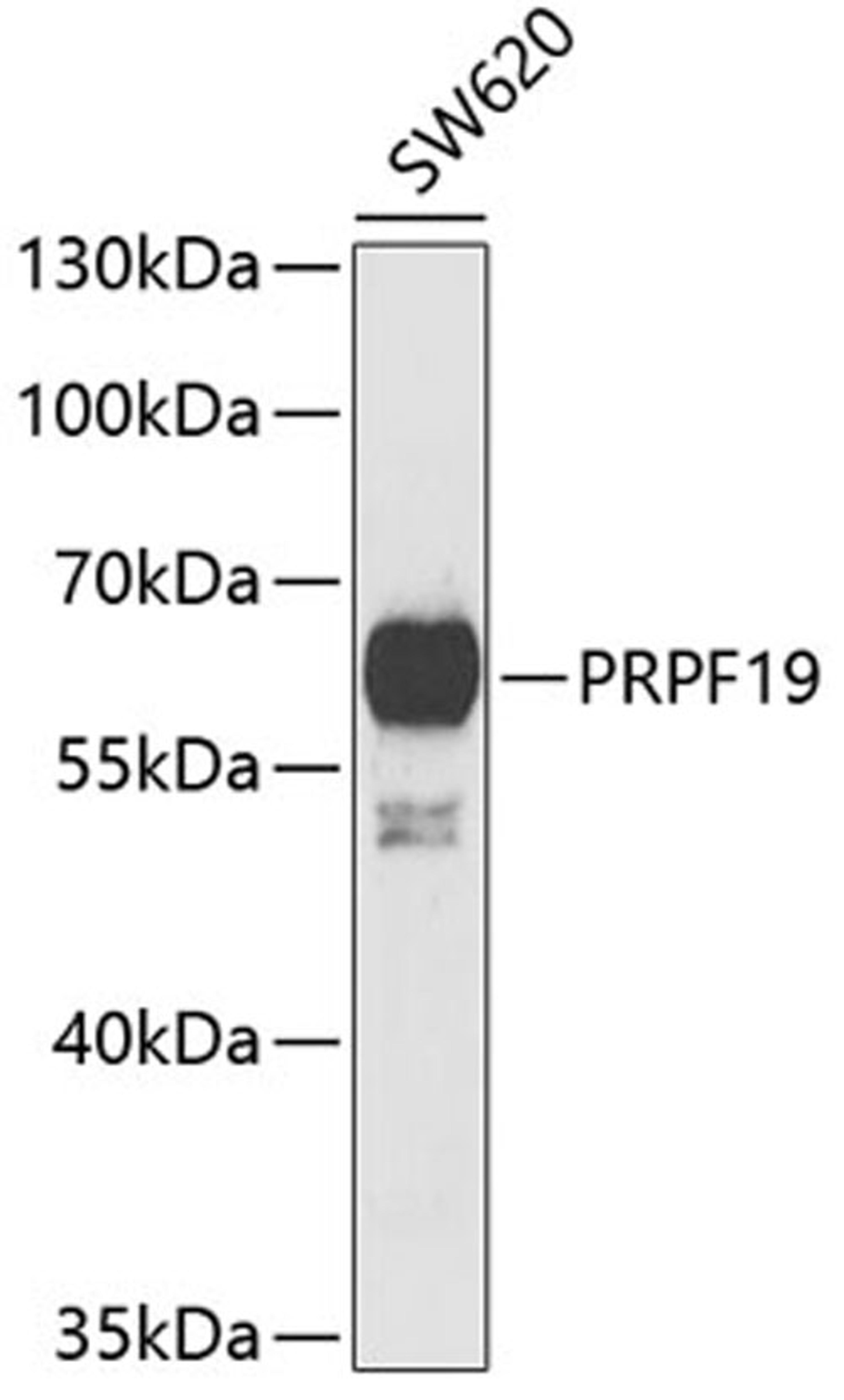 Western blot - PRPF19 antibody (A6706)