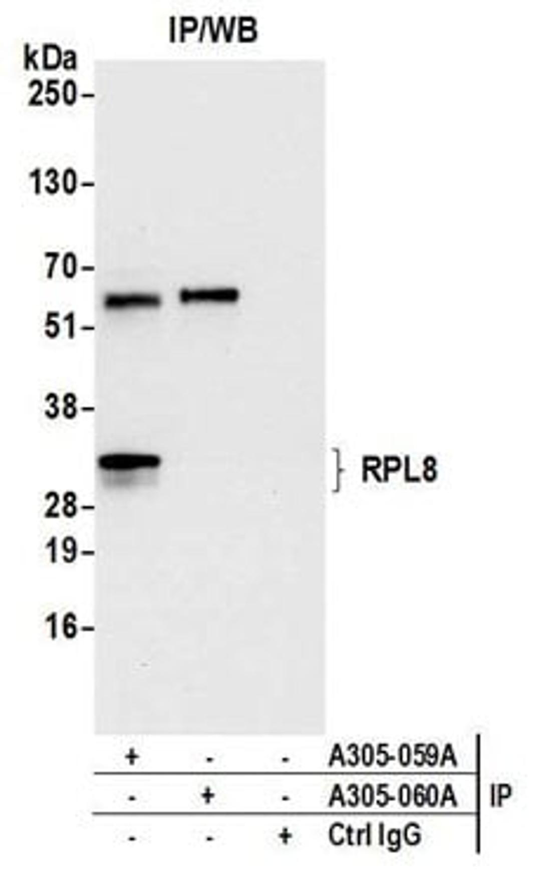 Detection of human RPL8 by western blot of immunoprecipitates.