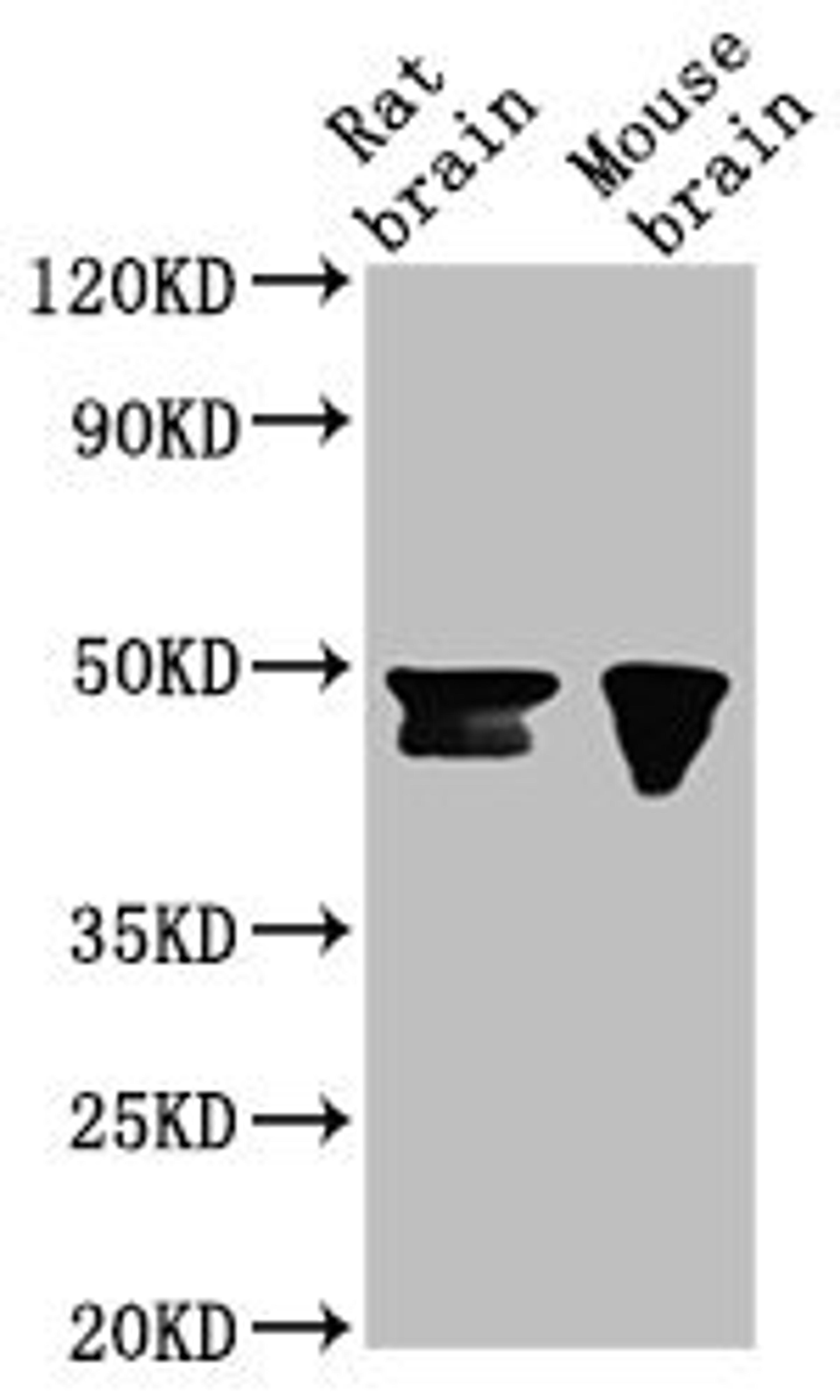 Western Blot. Positive WB detected in: Rat brain tissue, Mouse brain tissue. All lanes: NANOG antibody at 1:500. Secondary. Goat polyclonal to Mouse IgG at 1/10000 dilution. Predicted band size: 35, 33 kDa. Observed band size: 46, 42 kDa. 