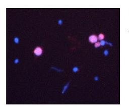 Antibody used in IHC on rat and mouse.