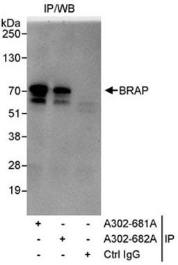 Detection of human BRAP by western blot of immunoprecipitates.