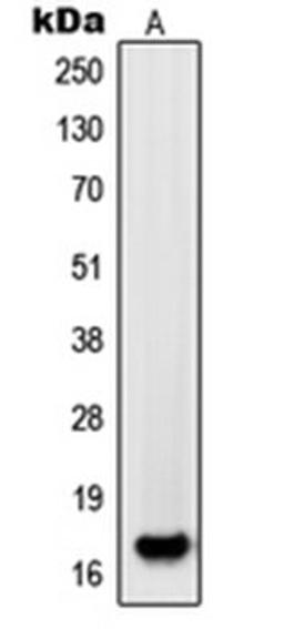 Western blot analysis of HL60 (Lane 1) whole cell lysates using PDGFA antibody