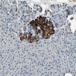 Immunohistochemistry-Paraffin: SUNC1 Antibody [NBP1-89567] - Staining of human pancreas shows strong cytoplasmic positivity in islet cells.