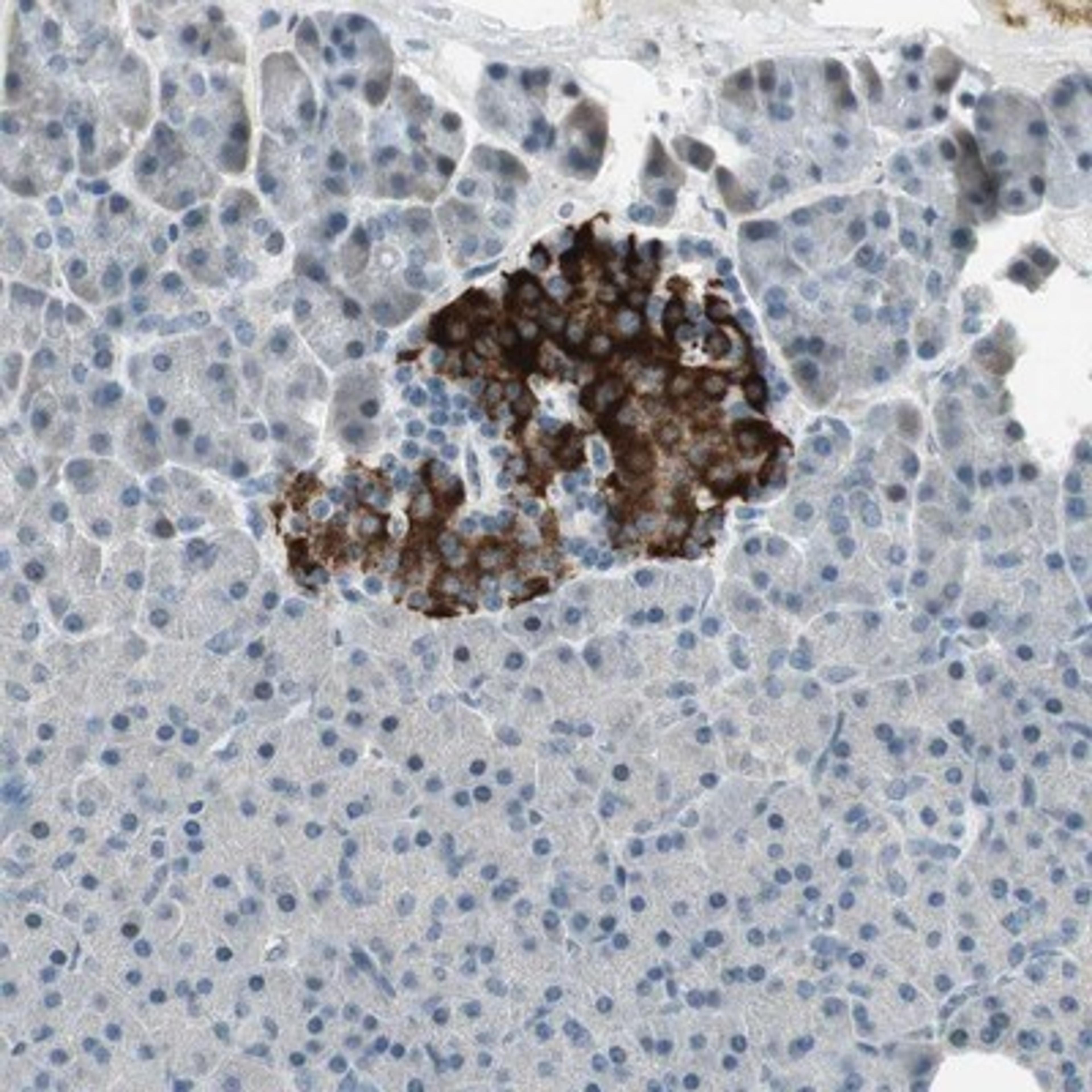 Immunohistochemistry-Paraffin: SUNC1 Antibody [NBP1-89567] - Staining of human pancreas shows strong cytoplasmic positivity in islet cells.