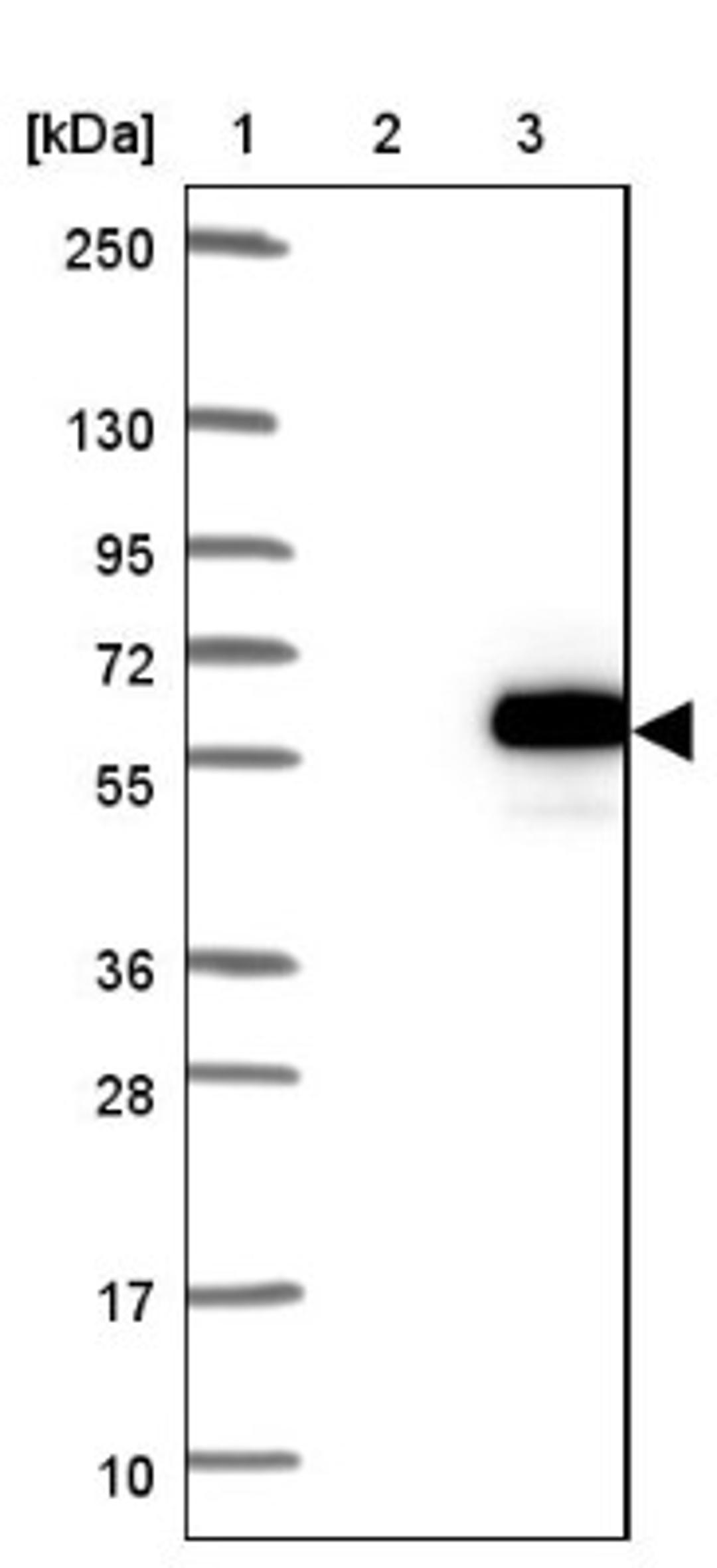 Western Blot: ZNF704 Antibody [NBP1-93998] - Lane 1: Marker [kDa] 250, 130, 95, 72, 55, 36, 28, 17, 10<br/>Lane 2: Negative control (vector only transfected HEK293T lysate)<br/>Lane 3: Over-expression lysate (Co-expressed with a C-terminal myc-DDK tag (~3.1 kDa) in mammalian HEK293T cells, LY422418)