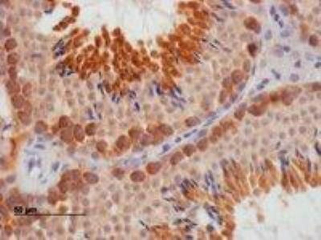 Immunohistochemistry-Paraffin: DAZL Antibody [NB100-2437] - Stainingof paraffin embedded Mouse Testis.