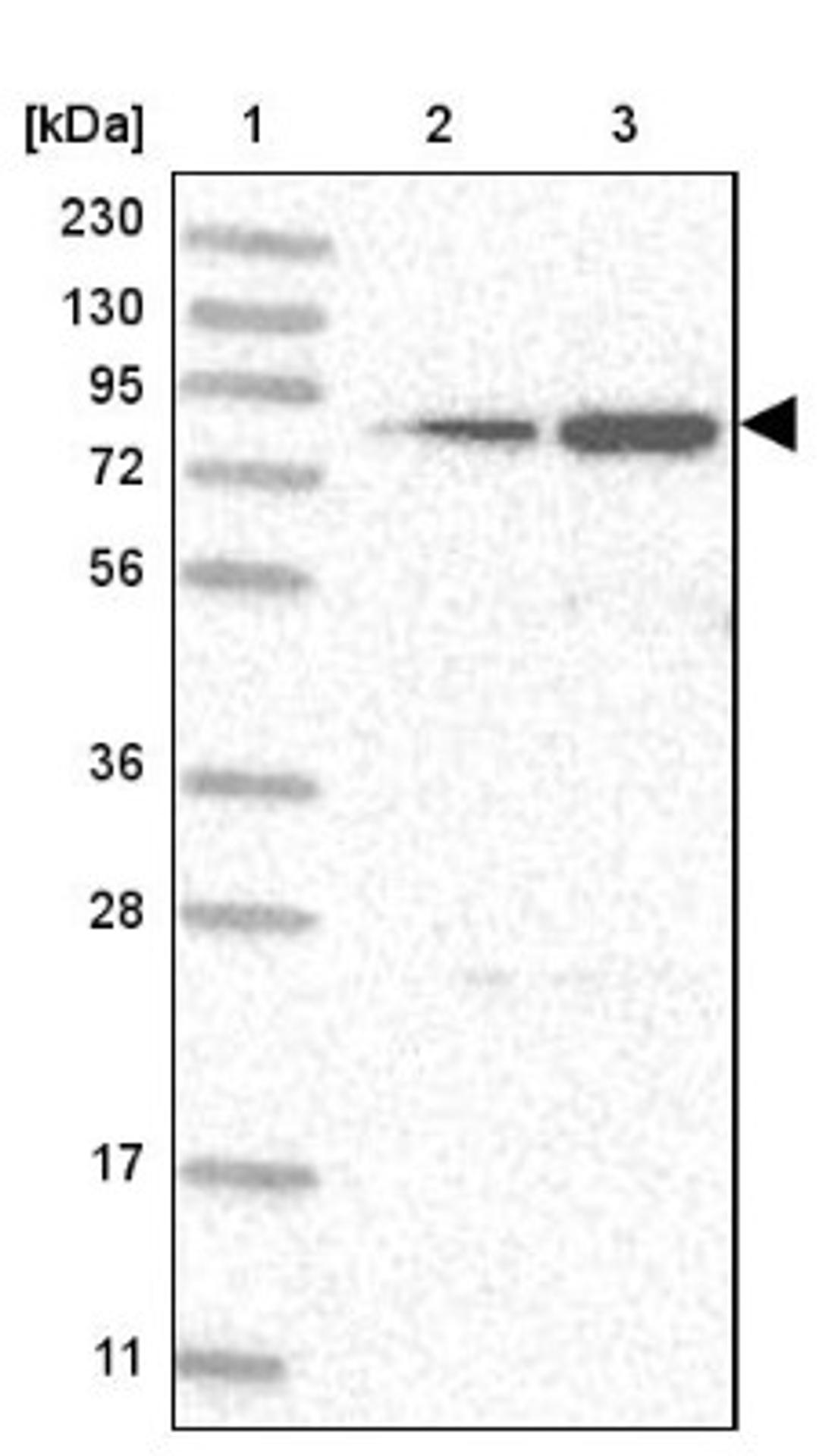 Western Blot: GFM1 Antibody [NBP2-38221] - Lane 1: Marker [kDa] 230, 130, 95, 72, 56, 36, 28, 17, 11<br/>Lane 2: RT-4<br/>Lane 3: U-251 MG